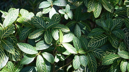 green leaves background