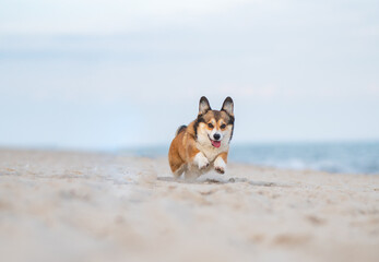 Two welsh corgi dogs happy at the sea