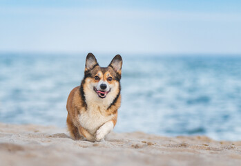 Two welsh corgi dogs happy at the sea