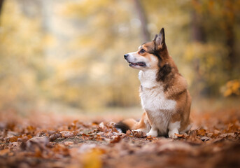 Naklejka na ściany i meble Beautiful welsh corgi Pembroke dog in autumn scenario