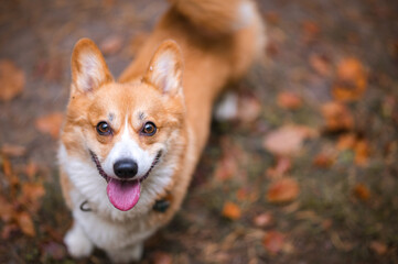 Happy welsh corgi Pembroke dog smiling to the camera