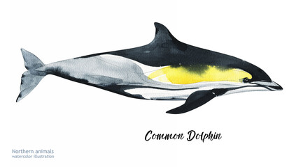 Watercolor cute dolphin . Hand painting postcard with dolphin isolated white background. Ocean animals