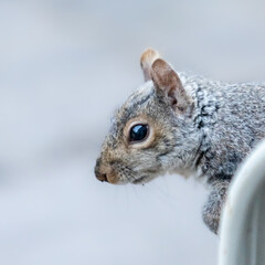 squirrel in the park