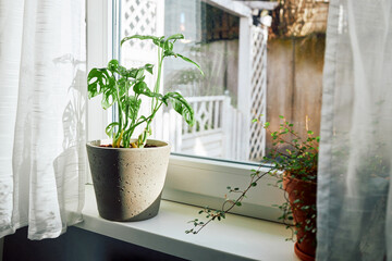 Monstera houseplant and Muehlenbeckia in pots on the windowsill next to the window. Home gardening concept. home decor