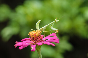 mantis on flower