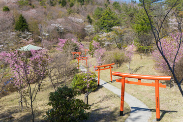 日本の大分県由布市の神社と桜