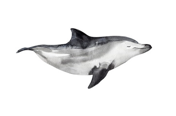 Watercolor cute dolphin . Hand painting postcard with dolphin isolated white background. Ocean animals