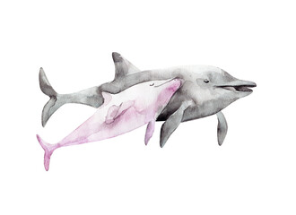 Fototapeta premium Watercolor cute dolphin . Hand painting postcard with dolphin isolated white background. Ocean animals