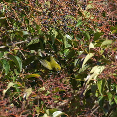 white eye in a forest