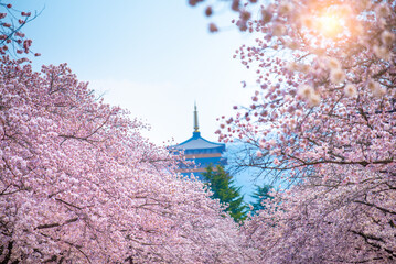 Beautiful cherry blossoms in spring at Gyeongju South Korea. 