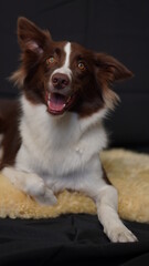 border collie dog