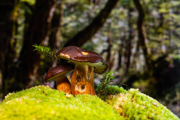 boletus mushroom on green moss close-up on forest background