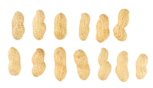 Organic peanuts in shell isolated on white background.  different shapes shelled peanuts  isolated