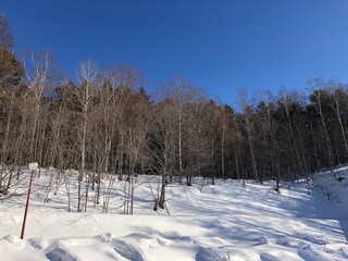 冬雪木季節背景