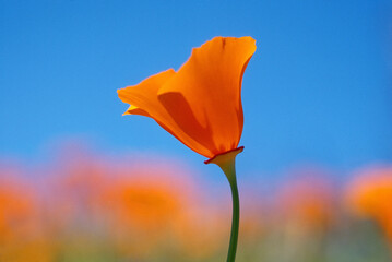 A macro view of a California poppy.