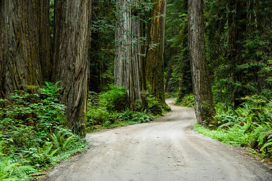Howland Hill Road winds through old growth trees, Jedediah Smith Redwoods State Park, Redwood National Park, California.