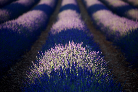 Lavender field, Brihuega, Guadalajara province, Castilla La Mancha, Spain