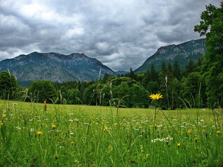 Gathering mountain storm and flower in a mountain meadow.