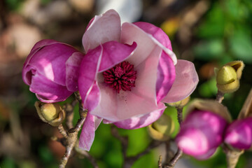 Large pink magnolia flower top view