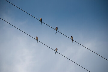 Five Swallows sit in formation on a powerline.