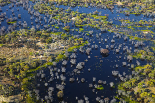 Aerial scenic view of the Okavango delta showing islands and waterways