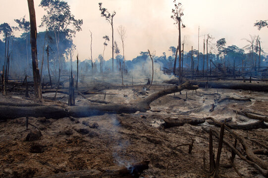 Burned out rainforest area in the state of Para, off the Trans Amazonica highway, Brazil.