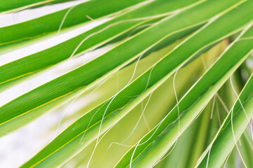 Natural green palm tree background