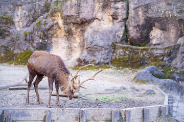 elk in park national park