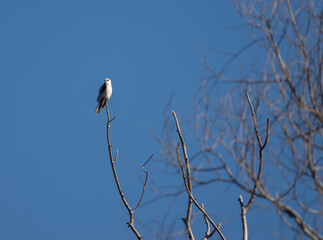 White hawk on the top of a tree in winter on a clear day 