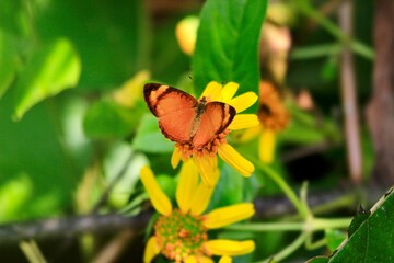 Mariposa anaranjada posando en flor 