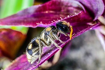 Hormiga con manchas sobre flor morada 