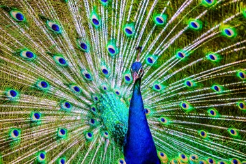 Obraz premium PAVO REAL