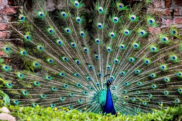 PAVO REAL 