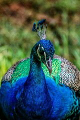 Pavo real con hermoso plumaje azulado 
