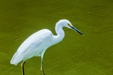 Garza blanca sobre el rio 