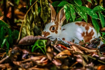 Conejo blanco con manchas marrones entre las hojas 