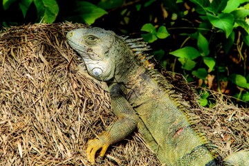 Iguana descansando 