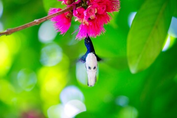 Colibri en flor rosada 