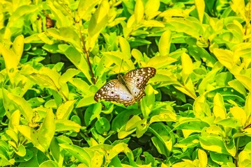 Mariposa en hojas verdes 