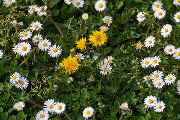 Fototapeta premium Löwenzahn und Gänseblümchen auf einer grünen Wiese im Frühjahr