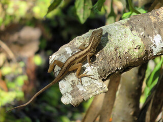 Small Lizard at Six Mile Cypress Slough Preserve Fort Myers Florida