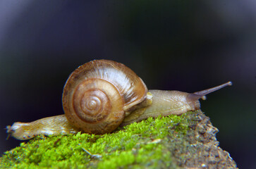 snail on a moss