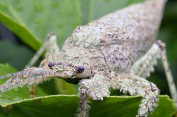 Obraz premium the ancient insect