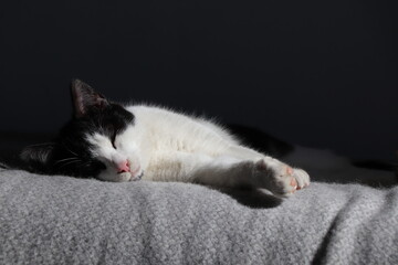 Fototapeta na wymiar Cat laying on a bed