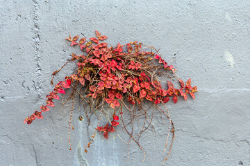 Summer colored leaves in the wall