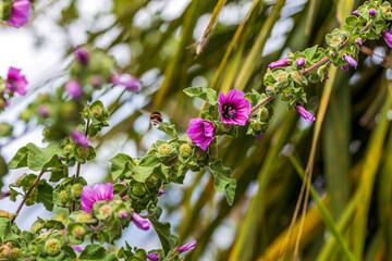 Bee inside a Tree Mallow (Lavatera arborea)