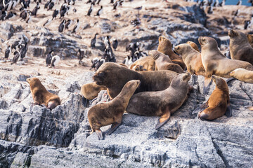 sea lions are resting in beagle channel, ushuaia