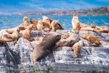 sea lions are resting in beagle channel, ushuaia