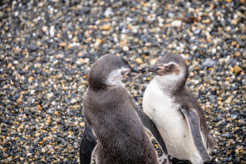 Fototapeta premium magellanic penguins colony in ushuaia, argentina