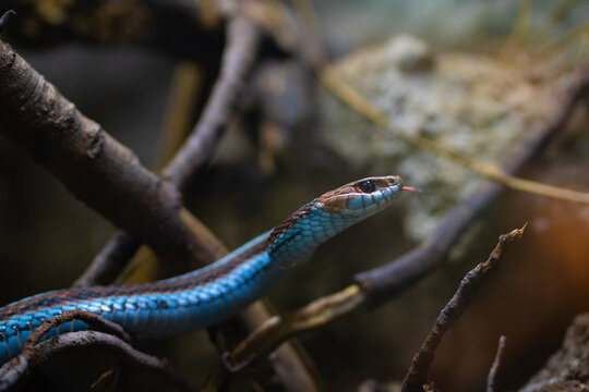 snake in a tree